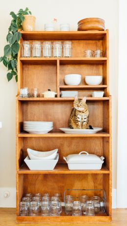 closet, cat, cookware Wallpaper 640x1136