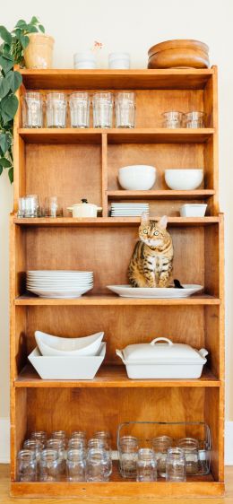 closet, cat, cookware Wallpaper 1284x2778