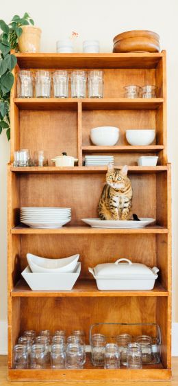 closet, cat, cookware Wallpaper 1170x2532