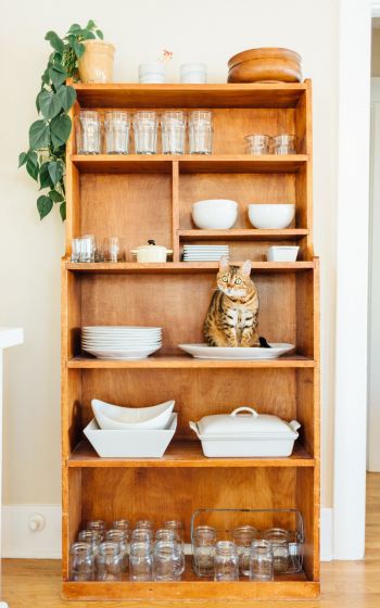 closet, cat, cookware Wallpaper 800x1280