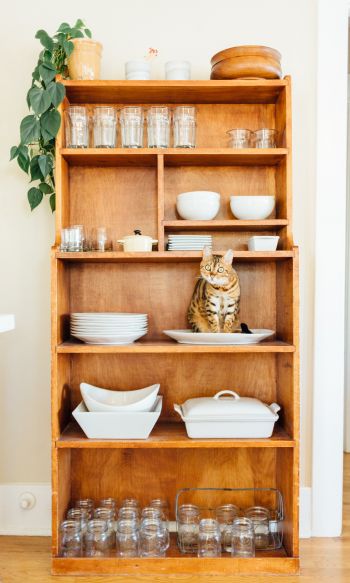 closet, cat, cookware Wallpaper 1200x2000
