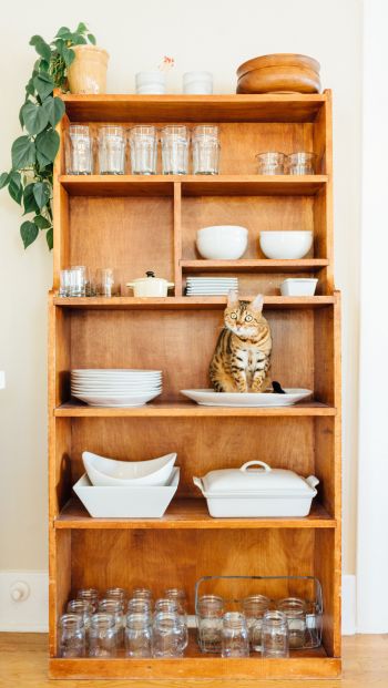 closet, cat, cookware Wallpaper 640x1136