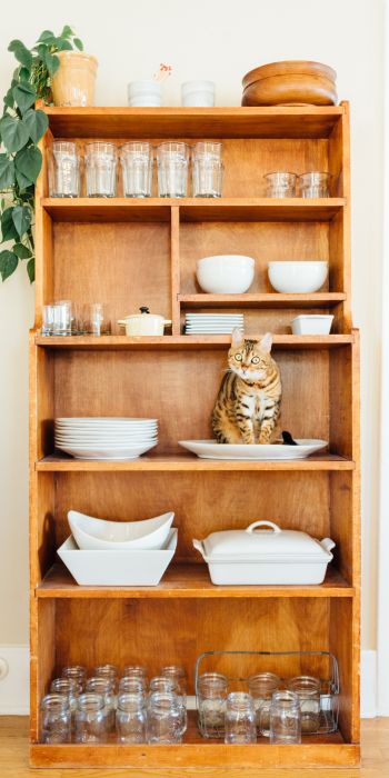 closet, cat, cookware Wallpaper 720x1440