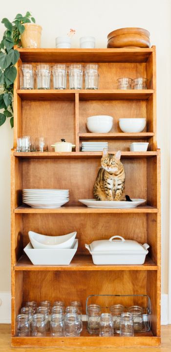closet, cat, cookware Wallpaper 1080x2220