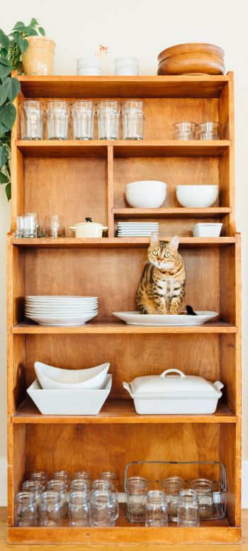 closet, cat, cookware Wallpaper 1440x3200