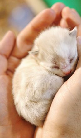 kitten, kid, hands Wallpaper 600x1024