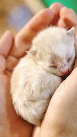 kitten, kid, hands Wallpaper 640x1136