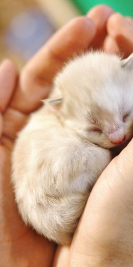 kitten, kid, hands Wallpaper 720x1440