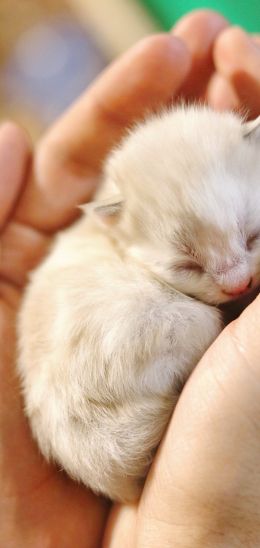 kitten, kid, hands Wallpaper 720x1520