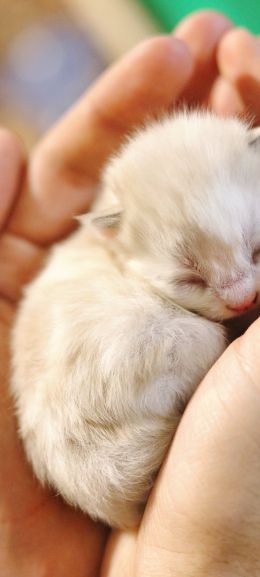 kitten, kid, hands Wallpaper 1440x3200