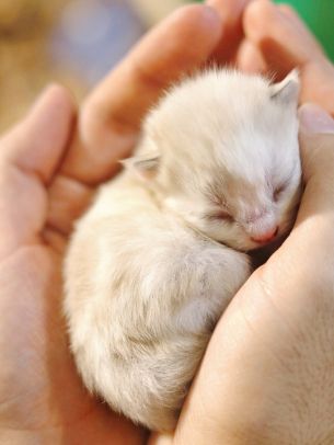 kitten, kid, hands Wallpaper 1620x2160