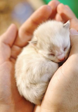 kitten, kid, hands Wallpaper 1640x2360