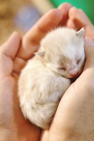 kitten, kid, hands Wallpaper 640x960