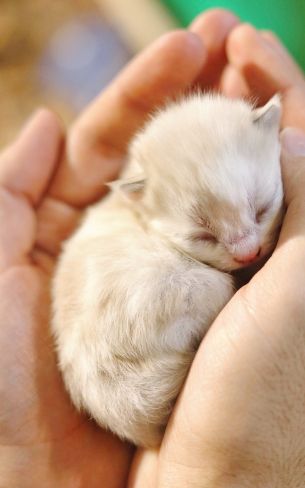 kitten, kid, hands Wallpaper 800x1280