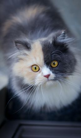 cat, color, mix Wallpaper 600x1024