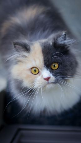 cat, color, mix Wallpaper 750x1334