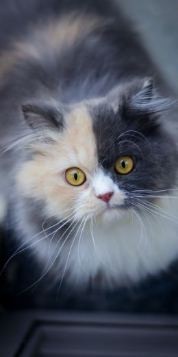 cat, color, mix Wallpaper 720x1440