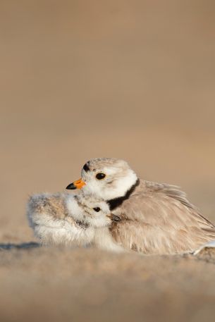 birds, chick, motherhood Wallpaper 640x960