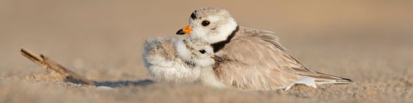 birds, chick, motherhood Wallpaper 1590x400