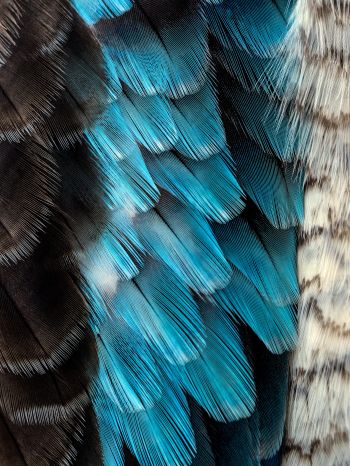 Обои 2048x2732 перья, цветной, голубой