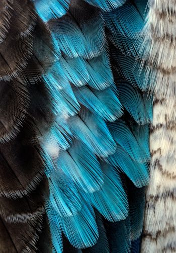 Обои 1640x2360 перья, цветной, голубой