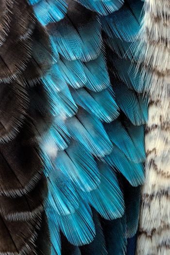 feathers, color, blue Wallpaper 640x960