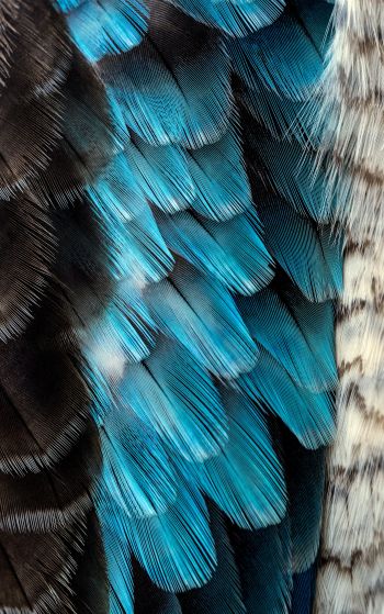 Обои 1752x2800 перья, цветной, голубой