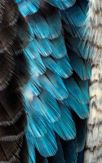 Обои 1600x2560 перья, цветной, голубой