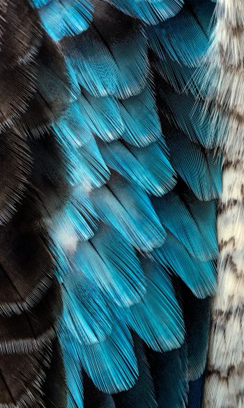 Обои 1200x2000 перья, цветной, голубой