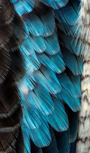 Обои 600x1024 перья, цветной, голубой