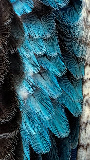Обои 640x1136 перья, цветной, голубой