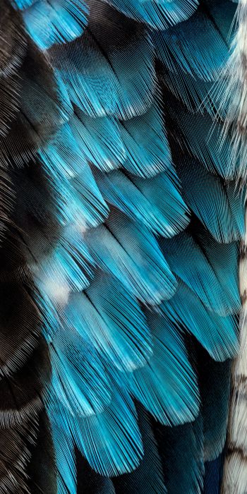 Обои 720x1440 перья, цветной, голубой