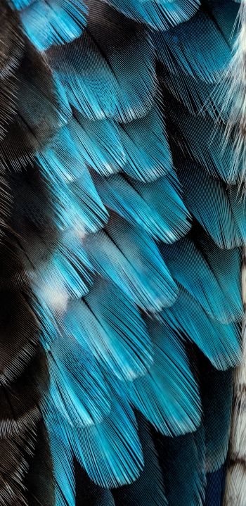 Обои 1080x2220 перья, цветной, голубой