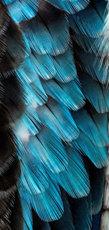 feathers, color, blue Wallpaper 1440x3040