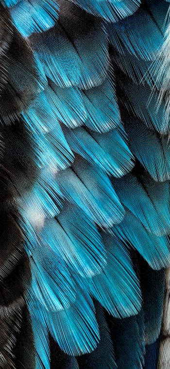 Обои 828x1792 перья, цветной, голубой