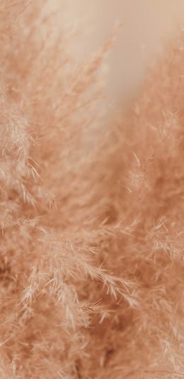 fluff, beige, flora Wallpaper 1080x2220