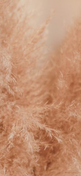 fluff, beige, flora Wallpaper 1080x2340