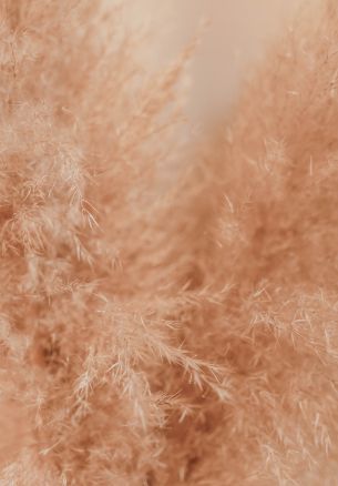 fluff, beige, flora Wallpaper 1640x2360