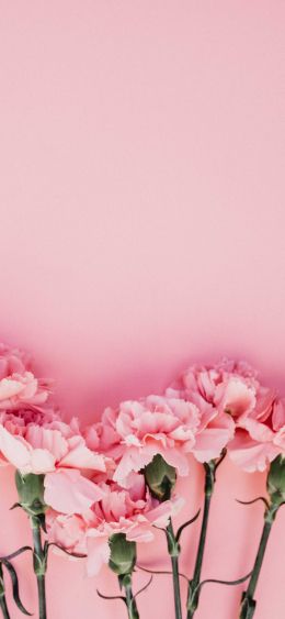 carnation, pink, flora Wallpaper 1080x2340