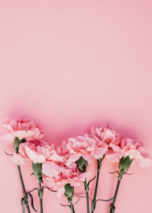 carnation, pink, flora Wallpaper 3744x5242