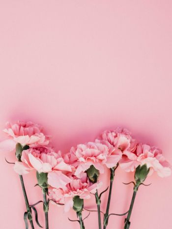 carnation, pink, flora Wallpaper 1536x2048