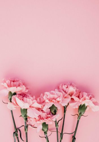 carnation, pink, flora Wallpaper 1668x2388