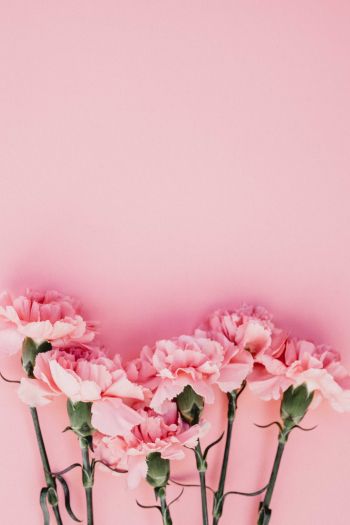 carnation, pink, flora Wallpaper 640x960