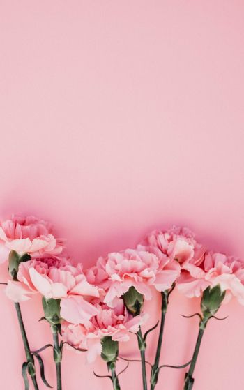 carnation, pink, flora Wallpaper 1752x2800