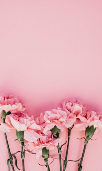 carnation, pink, flora Wallpaper 1200x2000