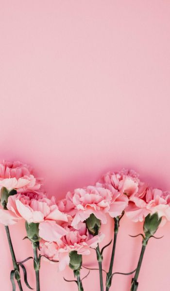 carnation, pink, flora Wallpaper 600x1024