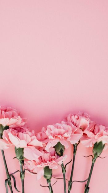 Обои 640x1136 гвоздики, розовый, флора