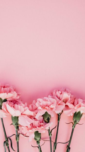 carnation, pink, flora Wallpaper 1440x2560