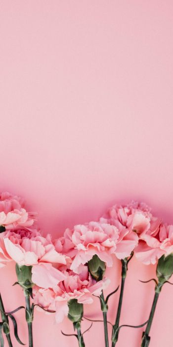 carnation, pink, flora Wallpaper 720x1440