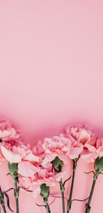carnation, pink, flora Wallpaper 1080x2220